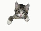  Kennenlernangebot für Katzen
