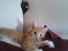 Maine coon kobolde