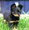 Russische Toy - Seltene Rasse mit FCI