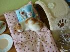Einsehr ruhiger 2 monate junger kater sucht liebevolles zu hause
