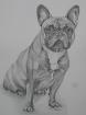Zauberhafte detailgetreue Hundeportraits....die man sich leisten kann