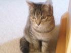 Hauskatzen abzugeben