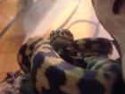 Teppichpythons Morelia spilota cheynei NZ