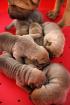 Shar pei reinrasig mit pedigre