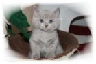 Süßes reinrassiges BKH Kitten mit Stammbaum,