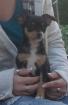 Deckrüde zwergpinscher
