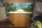 Aquarium auflösung 250l becken mit fische unterschrank und 8 weiteren becken und
