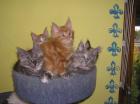 Maine Coon Babys abzugeben 