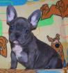 Französische Bulldoggen Welpen - weiß/schwarz