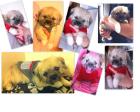 Süße Mops Mix welpe sucht neues zuhause