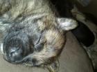 Welpen suchen neues zuhause