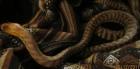 Woma Python / Aspidites Ramsayi 1.0 DNZ