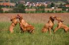 Magyar Vizsla Welpen