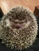 Afrikanische Weißbauch Igel abzugeben