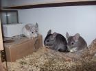 Chinchilla 4er Gruppe