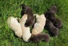 Labrador- Welpen schwarz,Chocolate braun und blonde kinderlieb zutraulich