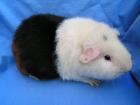Geprüfte Hobbyzucht gibt Rasse - Meerschweinchen ab