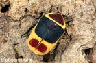 Große L3 Larven von Pachnoda marginata peregrina