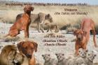 Mahbuba Rhodesian Ridgeback    A-Wurfplanung Winter/Frühling2021/2013