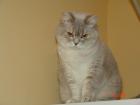 BKH Katze silver-shadded