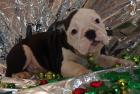 Englische Bulldoggen, Wir haben wieder Welpen abzugeben.. Weihnachts(Knutsch)Kug