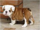      Traumhaft süße English Bulldoggen Welpen m. Ahnentafel!