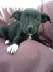 ESTELLA:2 Monate, kleinbleibende Pincher Mix