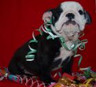 English Bulldog s in Traumhaften Farben / Sonderlackierung!!!