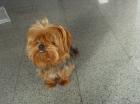 Verschmuster kleiner reinrassiger Yorkshireterrier-Rüde abzugeben