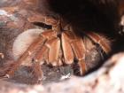 0.1 Theraphosa stirmi