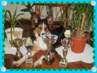 Australian Shepherd Border Collie mix/erwartet Damenbesuch