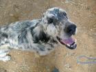 Robin - English Setter -Knutschnase. Er kennt nichts als Elend