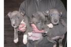 Wunderschöne American-Pitbull-Blue-Line-Welpen 
