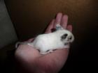 Degu Superschecke - Blauträger (männlich)