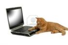 PC - Heimservicemitarbeiter gesucht   Kundendatenerfassung, -betreuung