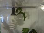 2 Phelsuma (madagascariensis) grandis - Madagaskar Taggecko