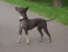 American Hairless Terrier Welpen, Nackthund