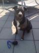 Dringend Hundesitter/in gesucht Raum 2540 Grenchen SO