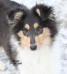 Bekka ein Colliewelpe / weiblich / Papiere Cfbrh - VDH  sucht ...
