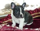 Freiatmende gesunde Französische Bulldoggen Babys Freiatmend mit Ahnentafel dt Z