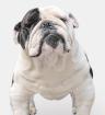 Hurra, unsere Englischen Bulldoggen dürfen bald mit Ihnen die Welt entdecken.. (