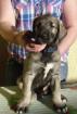 Irish Wolfhound / Irischer Wolfshund Welpen in sand- und weizenfarbend m.P.