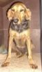 Poletta, (wahrscheinlich Bruno du Jura-)Mischling, weiblich, geb. ca-0.7978/2011,