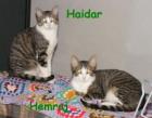 Haidar & Hemraj ein eingespieltes Team!