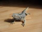 1.0 Bartagame zu verschenken