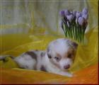 Australian Shepherd Welpen mit ASCA Papieren