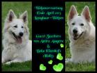 Welpenerwartung Mai2021 weisse Schäferhunde