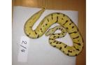 Verkaufe BumbleeBee, Piebald, Pinstripe, HC Albino ENZ2021