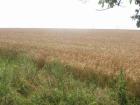 470 Ha Ackerland in Westrumänien zu verkaufen-