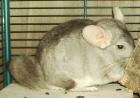 Süßer 6-jähriger Chin-Bock sucht liebevolles zu Hause und neuen Partner/in